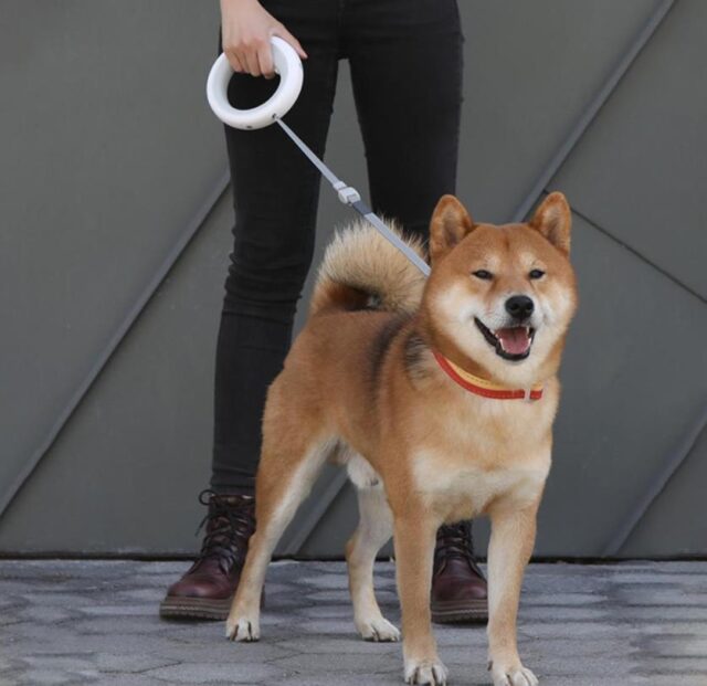 Dog leash with light